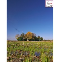 田んぼから見た神社と青空の写真